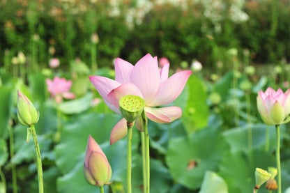 Nelumbo Nucifera (3 seeds per sachet)