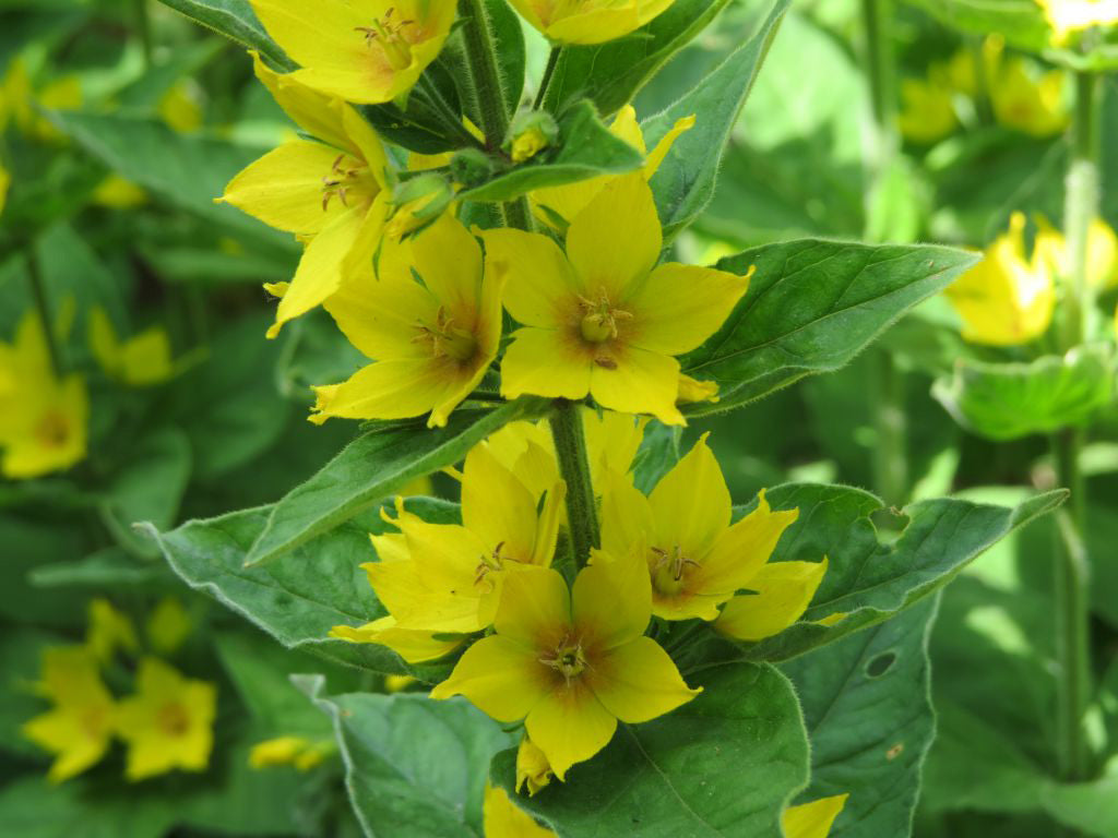 Lysimachia punctata (mini-mod)