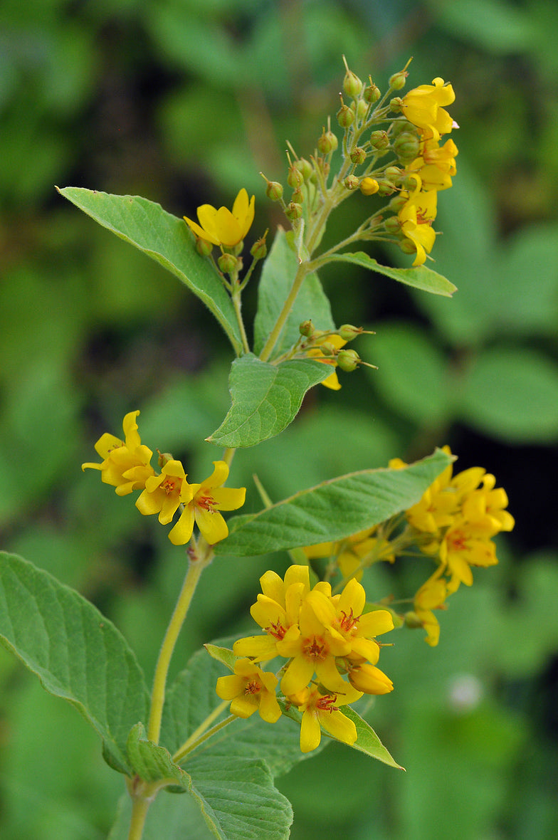 Lysimachia vulgaris (mini-clod)