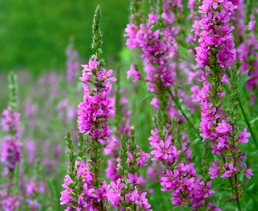Lythrum salicaria (mini-clod)