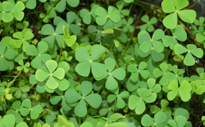 Marsilea quadrifolia (mini-mound)