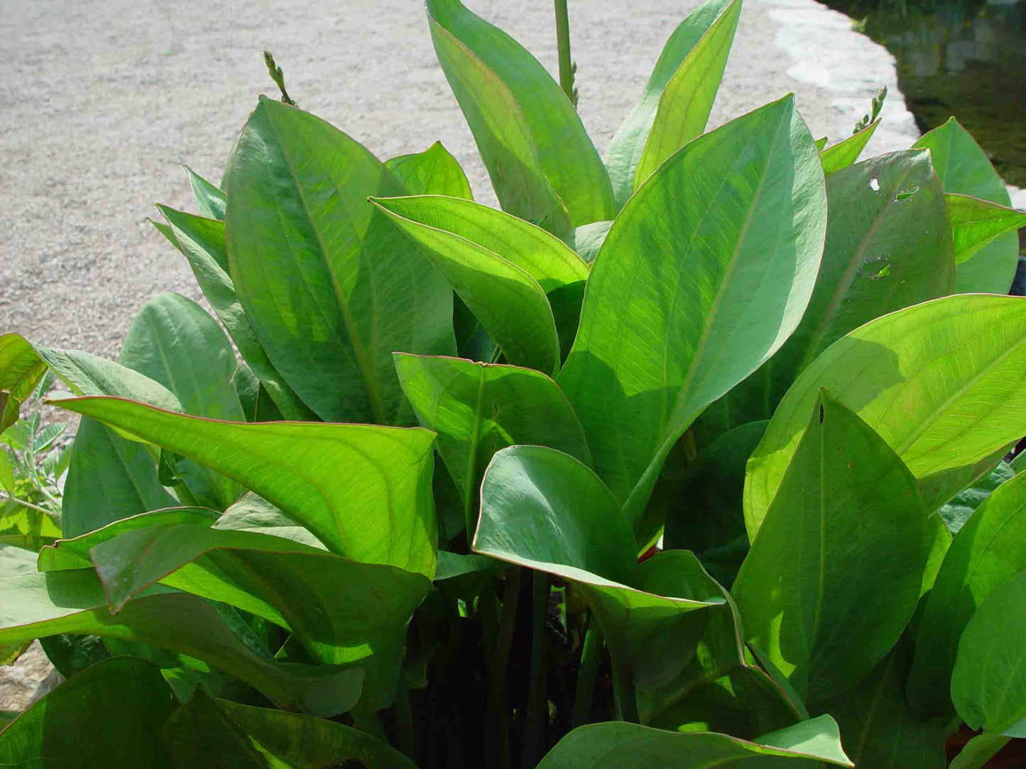 Alisma plantago (mini-clump)