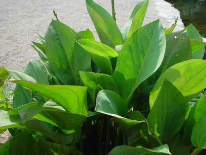 Alisma plantago (mini-clump)