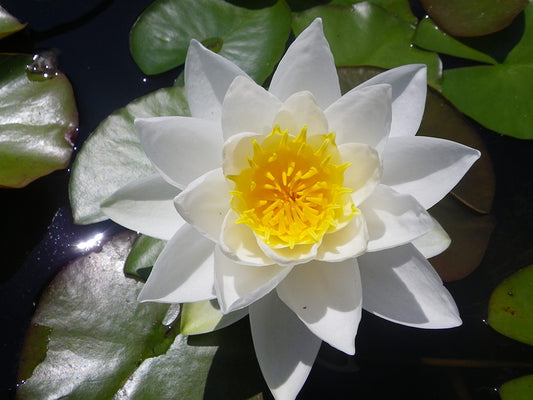 Nymphaea Gladstoniana