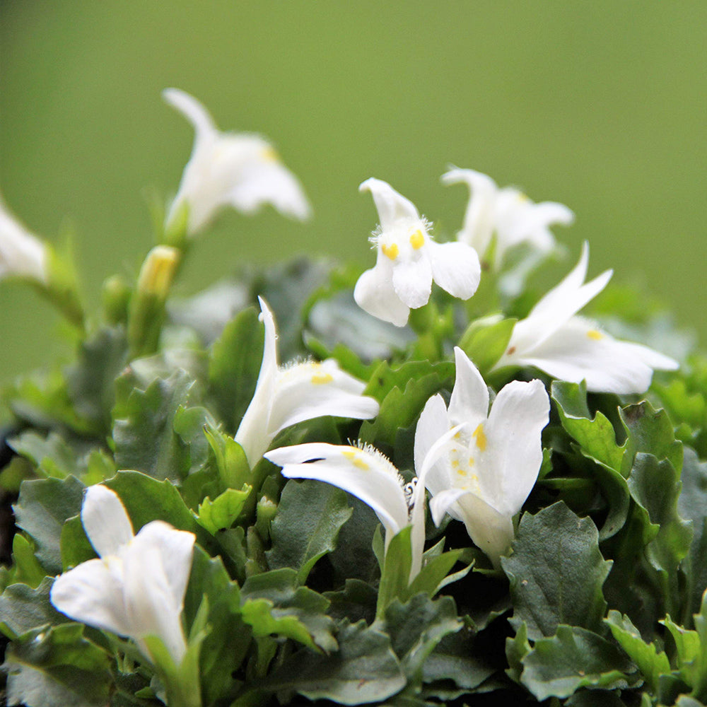 Mazus reptans 'Albus' (mini-clod)