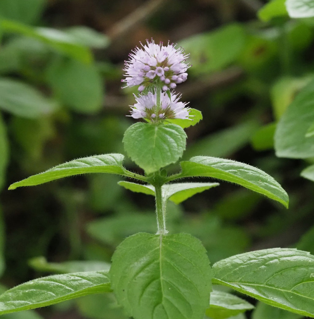 Mentha aquatica (mini-clod)
