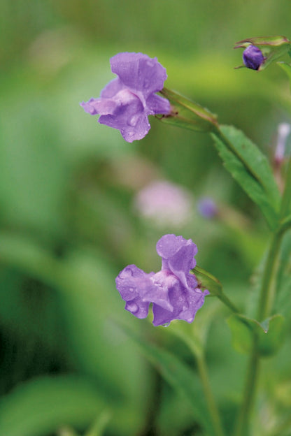 Mimulus ringens (mini-clod)