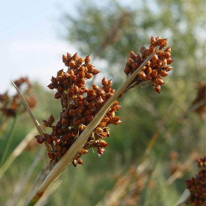Juncus acuta