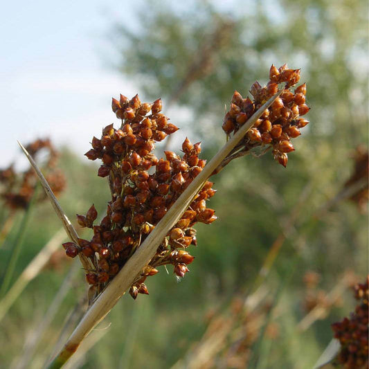 Juncus acuta