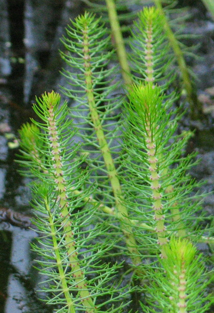 Myriophyllum crispata (mini-mound)