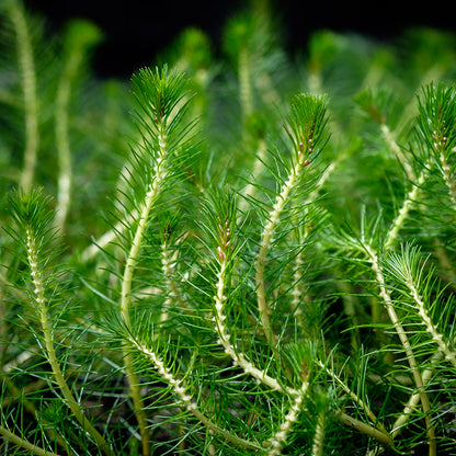 Myriophyllum propium