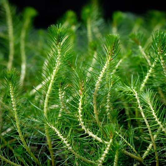 Myriophyllum propium (mini-clod)
