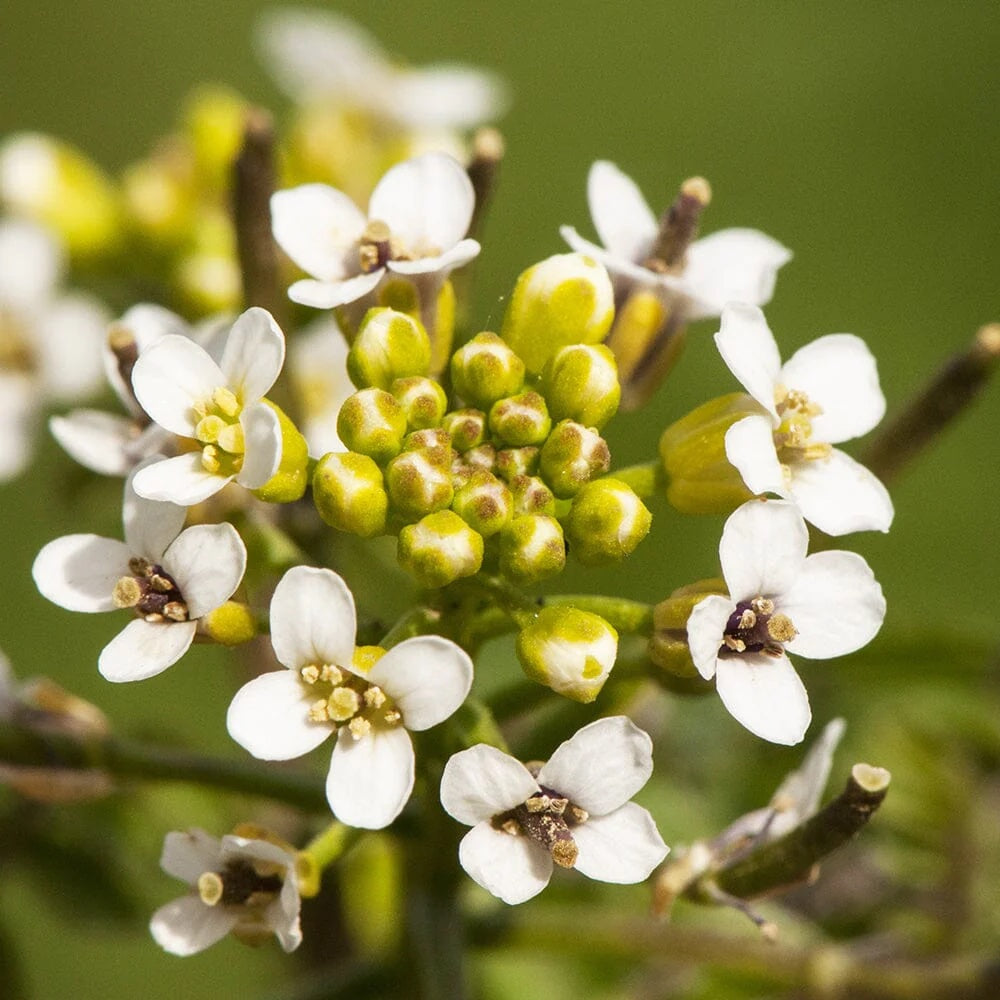 Nasturium officinalis (mini-mound)