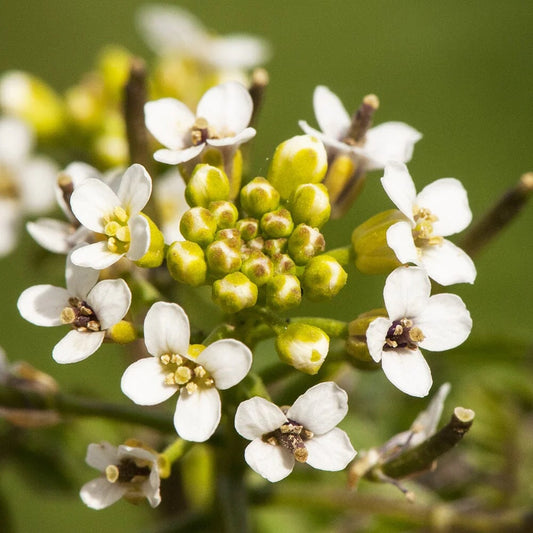 Nasturium officinalis (mini-mound)