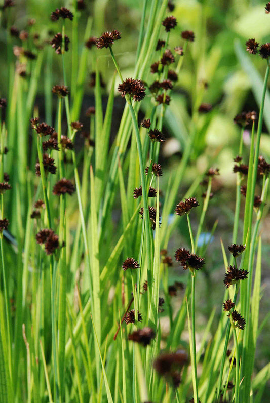 Juncus ensifolius