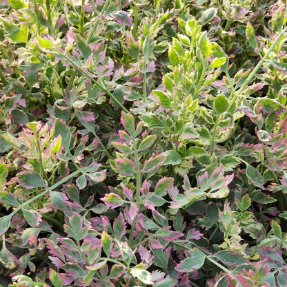 Oenanthe flamingo (mini-moth)