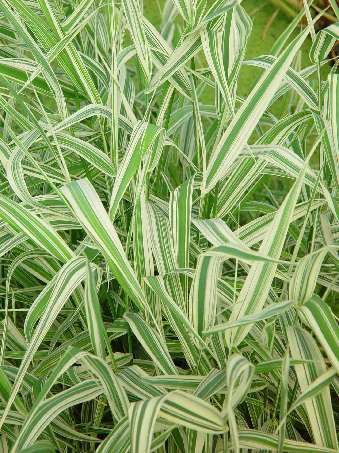 Phalaris arundinacea 'Picta' (mini-mound)