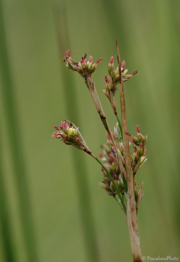 Juncus maritimus