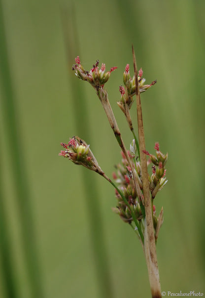Juncus maritimus