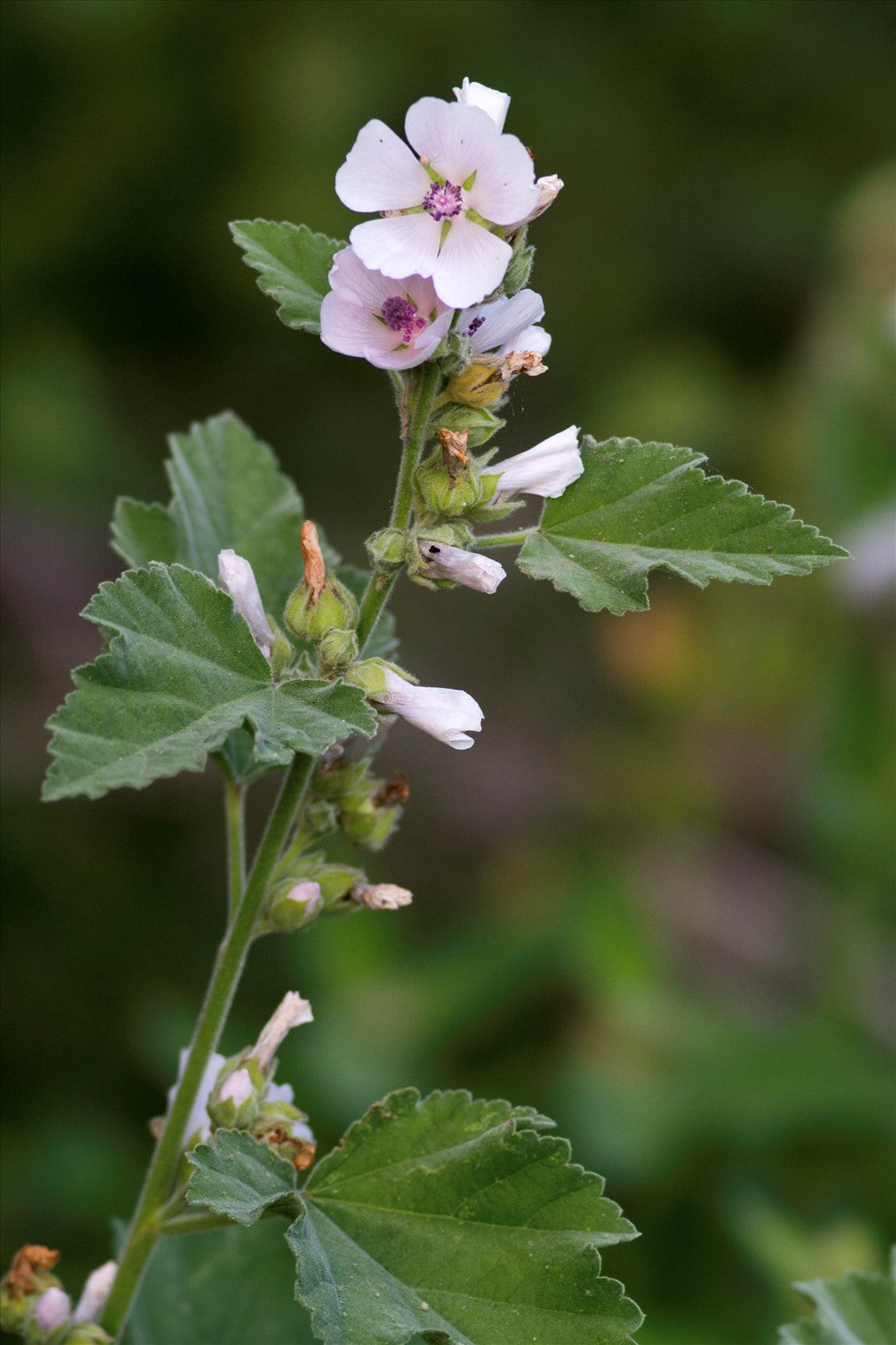 Althaea officinalis (mini-mound)