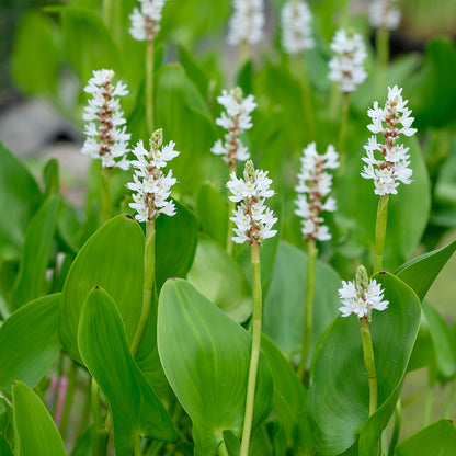 Pontederia cordata 'Alba' (mini-mound)