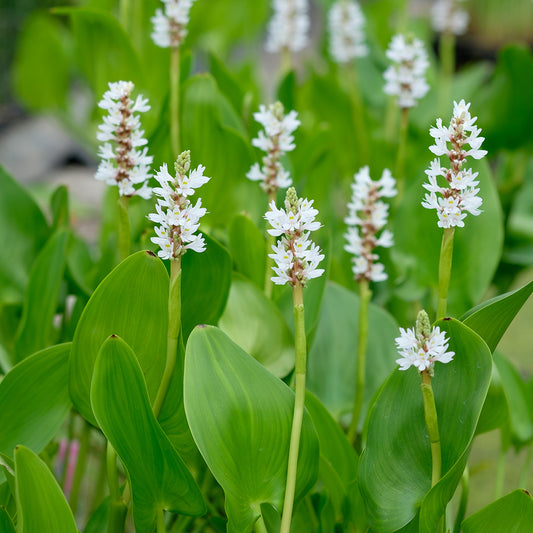 Pontederia cordata 'Alba' (mini-mound)