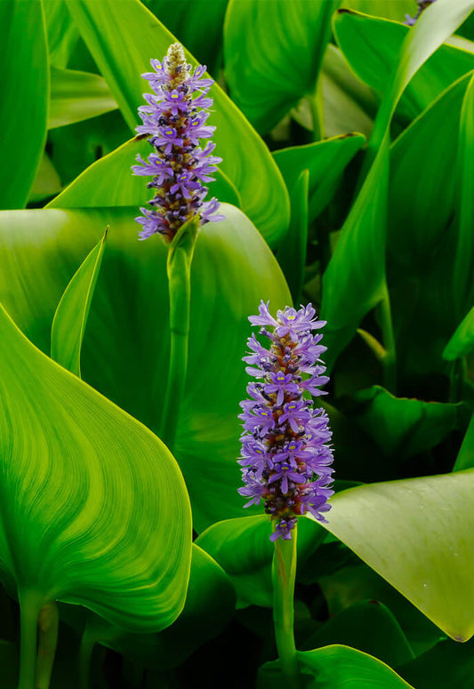 Pontederia cordata (mini-mound)