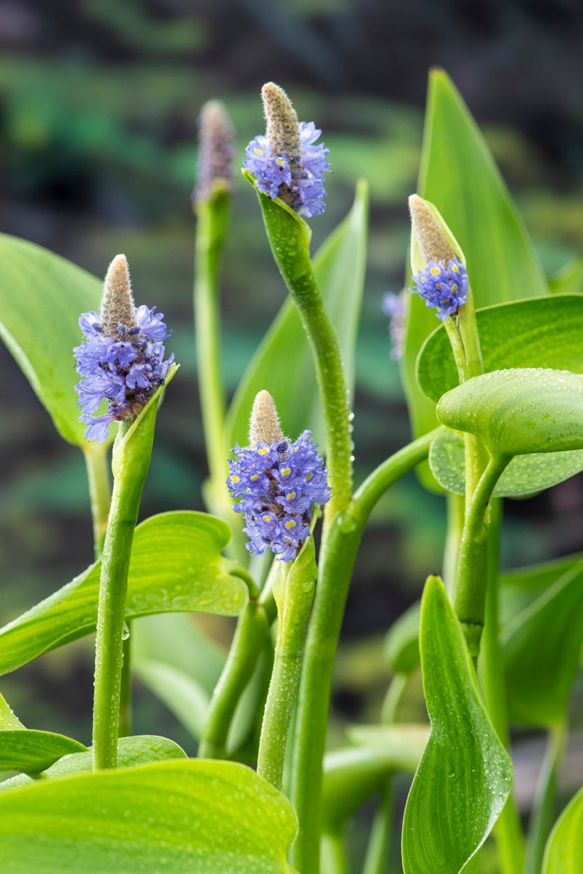 Pontederia lanceolata (mini-mound)
