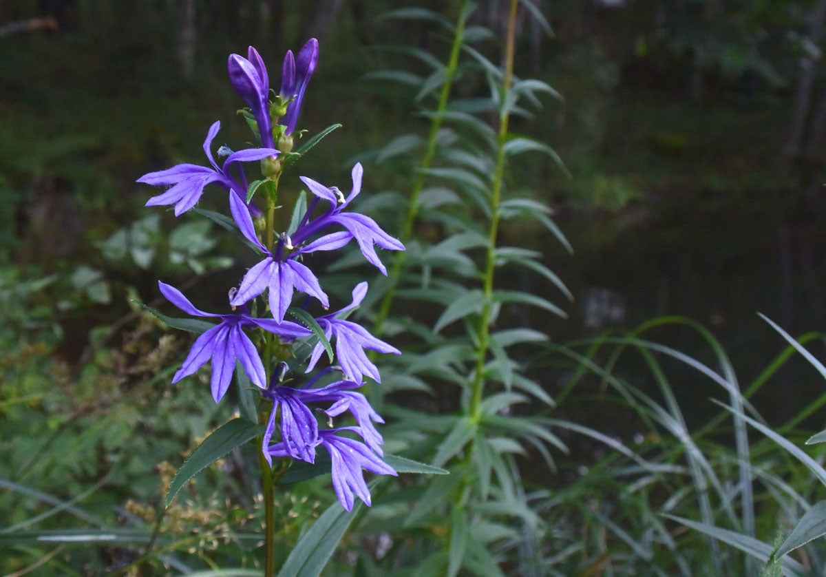 Lobelia sessifolia