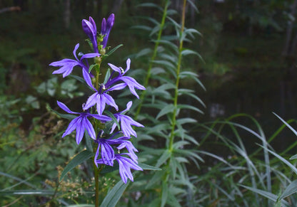 Lobelia sessifolia