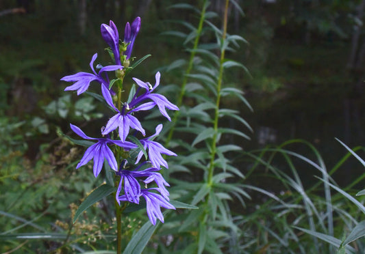 Lobelia sessifolia