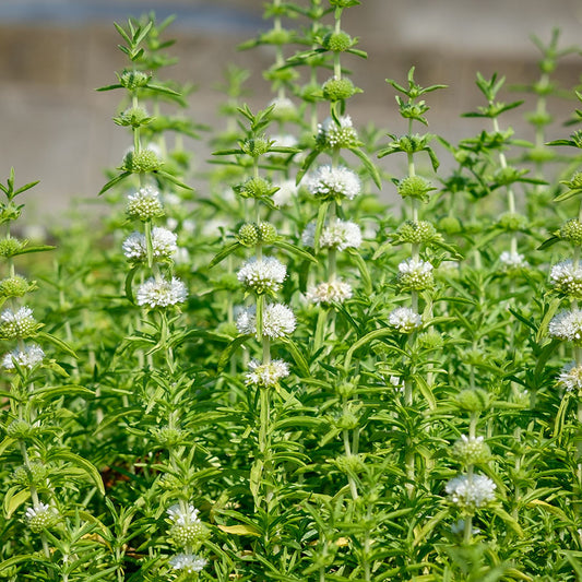 Preslia cervina 'Alba' (mini-mound)