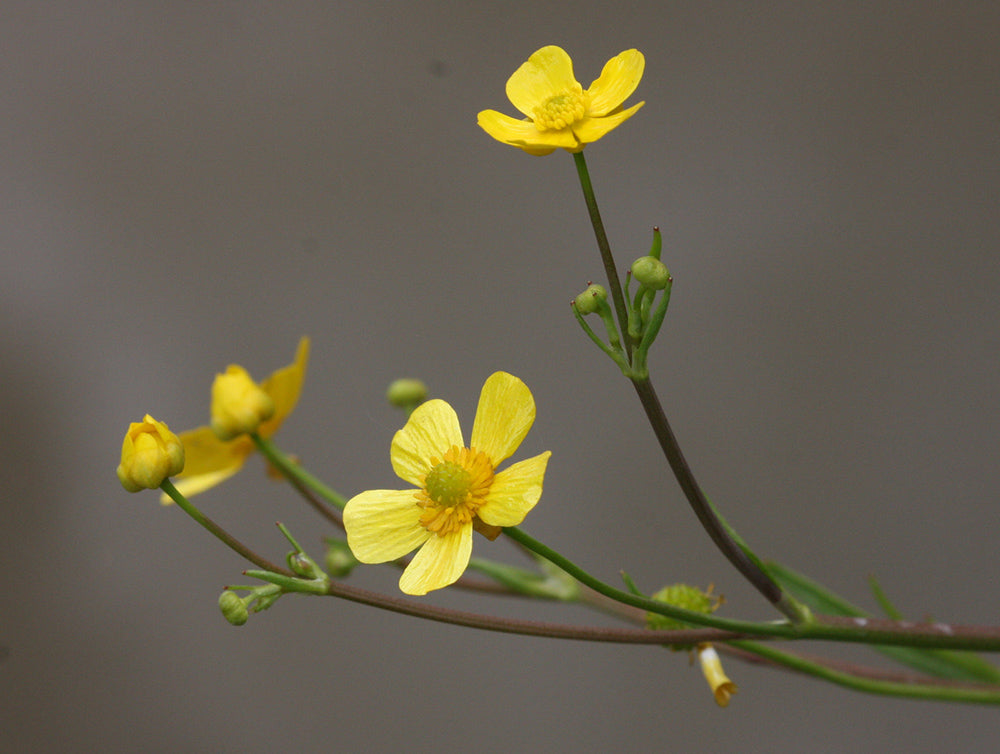 Ranunculus flammula (mini-clod)