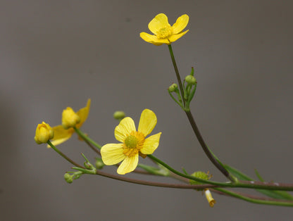 Ranunculus flammula (mini-clod)