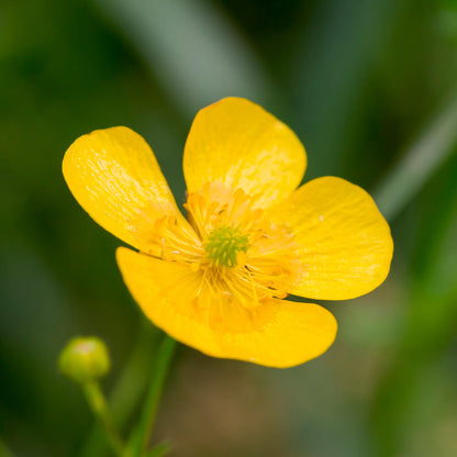 Ranunculus lingua (mini-clod)