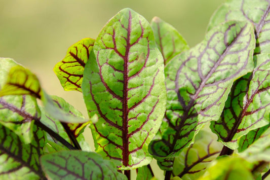 Rumex sanguinea (mini-clump)