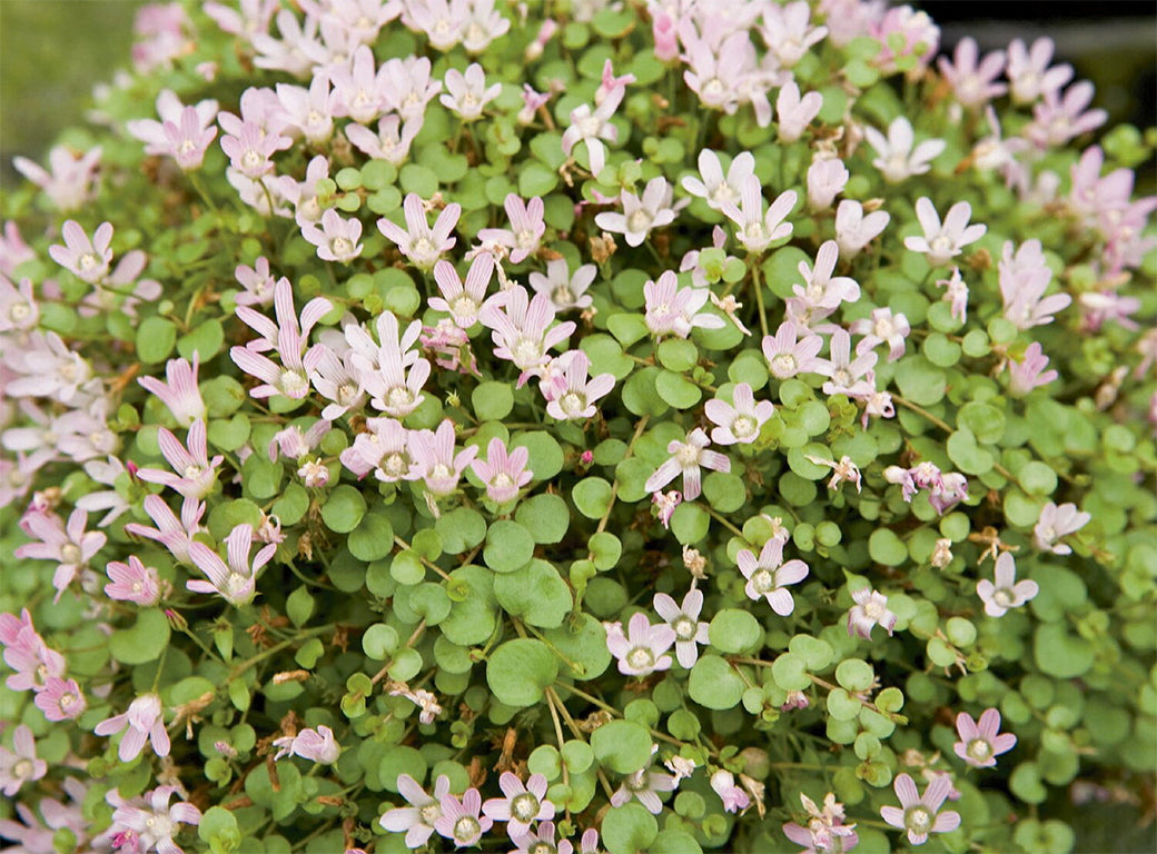 Anagallis tenella (mini-clod)