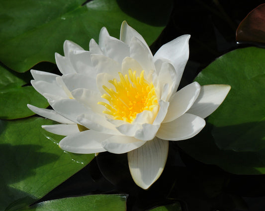 Nymphaea Marliacea albida