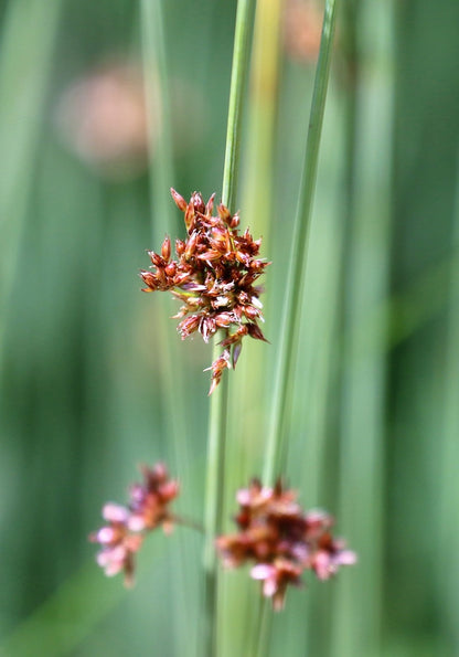 Scirpus lacustris