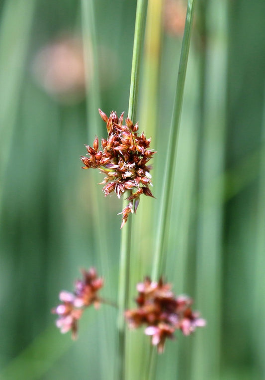 Scirpus lacustris