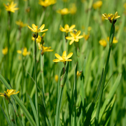 Sysirinchium californicum (mini-clod)