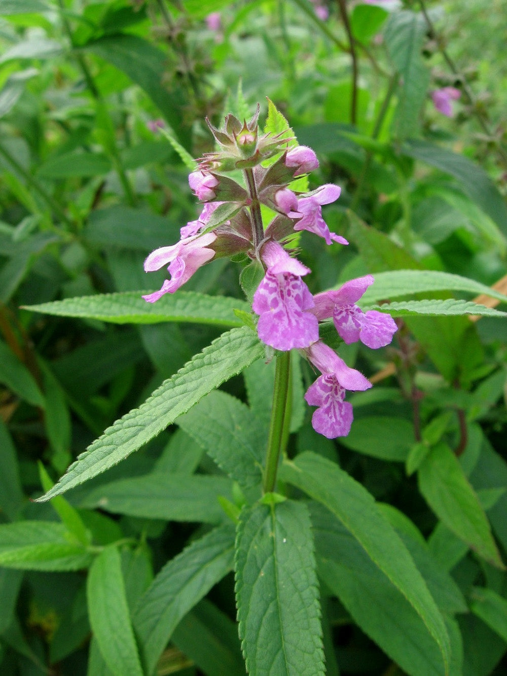 Stachys palustris (mini-clod)