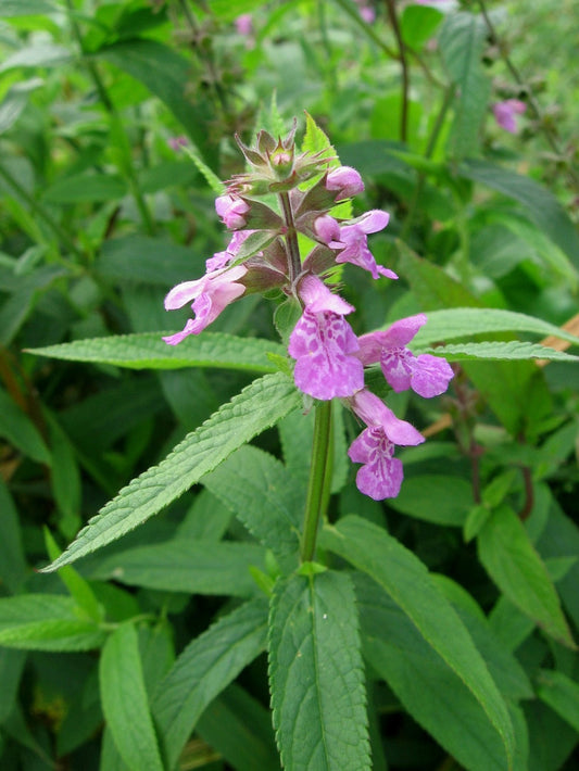 Stachys palustris (mini-clod)