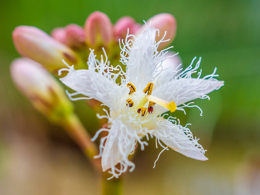 Menyanthes trifoliata