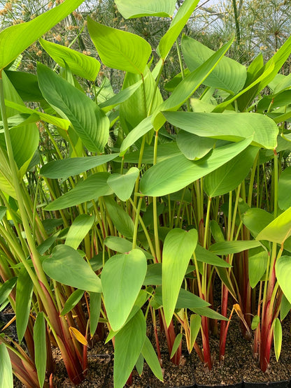 Thalia geniculata 'Red Stem' (mini-root)