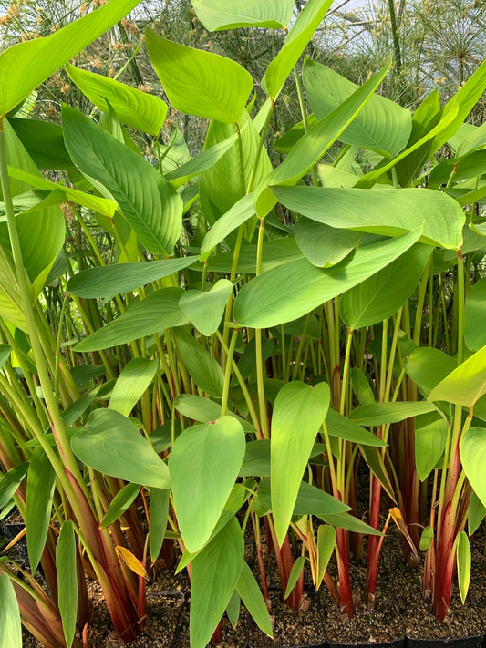 Thalia geniculata 'Red Stem' (mini-root)
