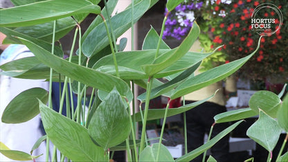 Thalia germinata (mini-clump)