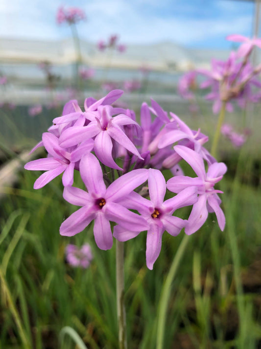 Tulbaghia violacea (mini-mound)