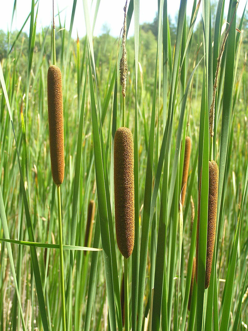 Typha angustifolia (mini-mound)