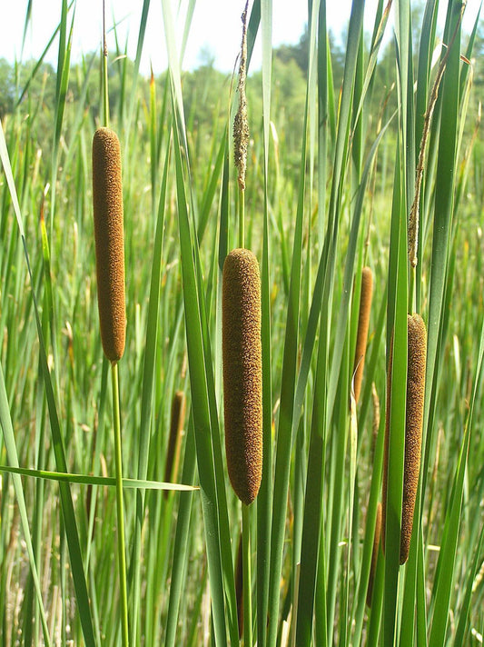 Typha angustifolia (mini-mound)